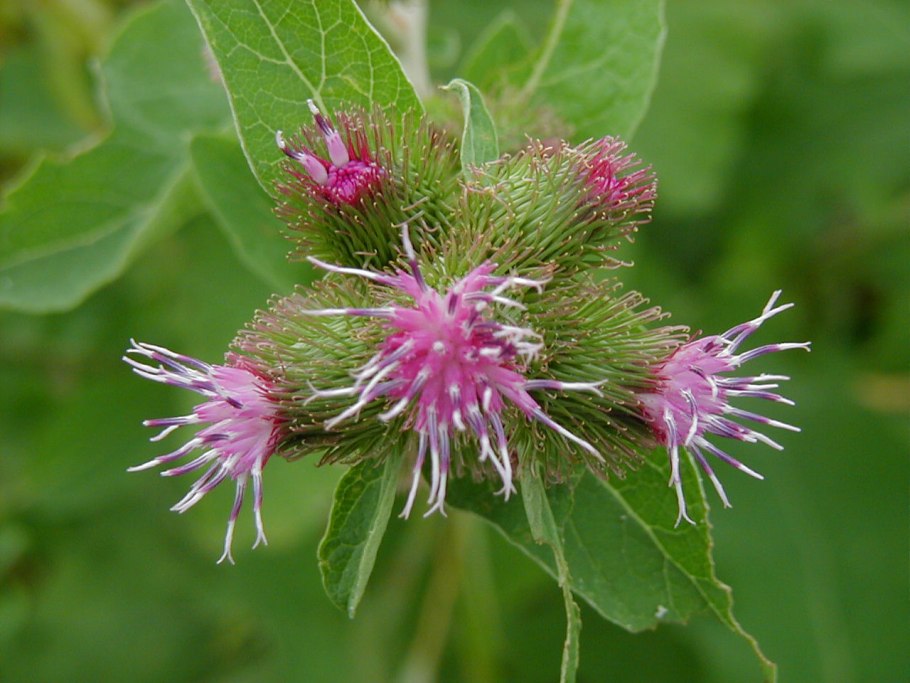 Arctium tomentosum