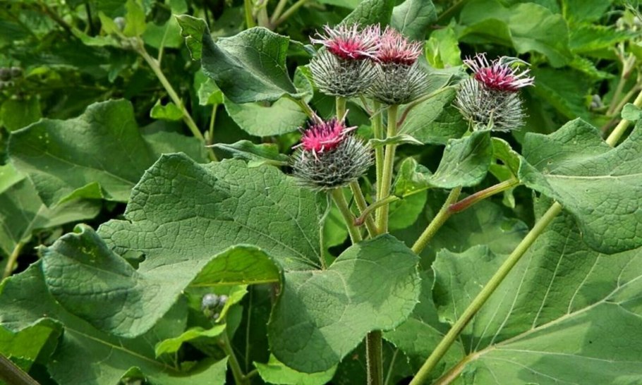 Лопух Дубравный Лесной