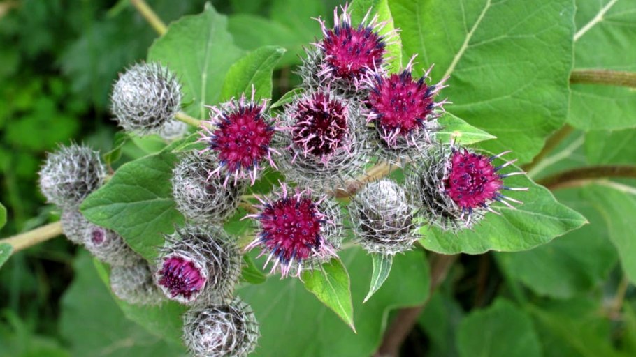 Репейник (Burdock)