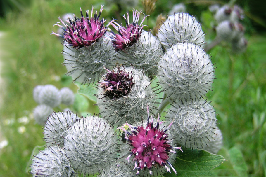 Лопух паутинистый