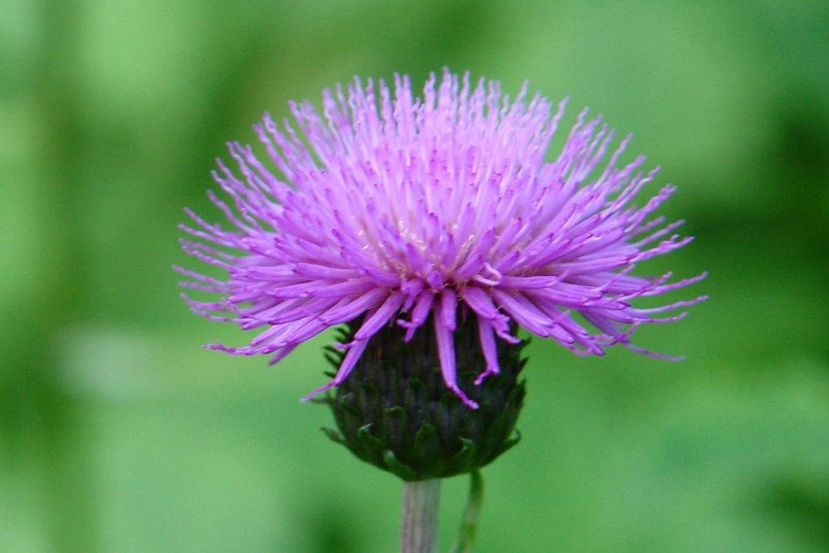 Репейник и репей