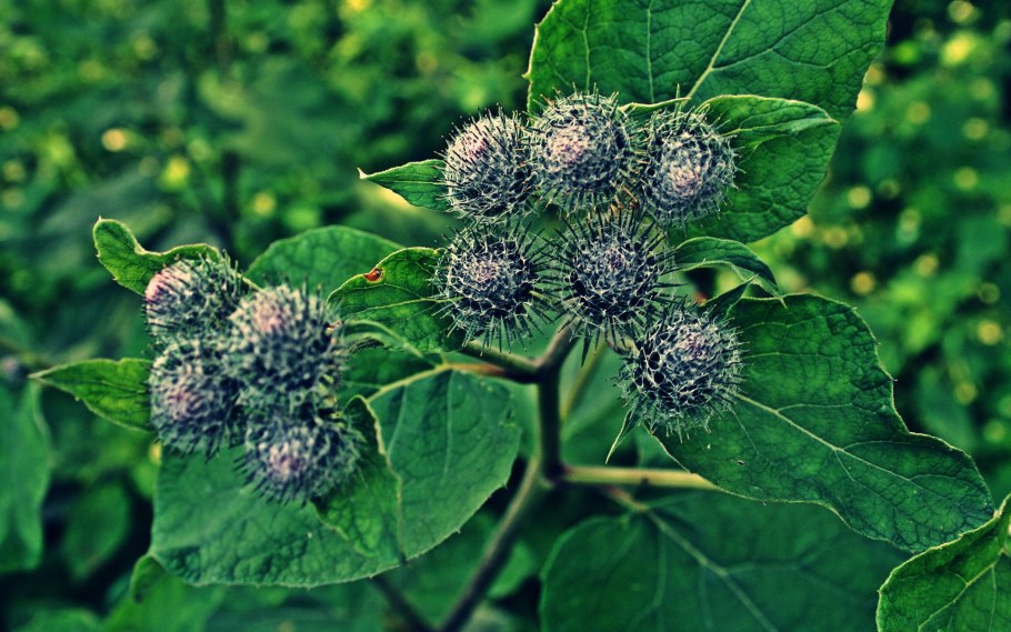 Репейник обыкновенный