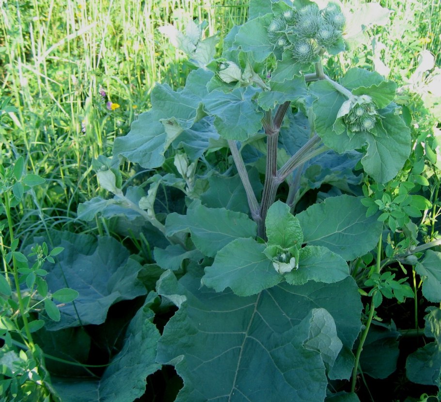 Лопух большой - Arctium Lappa l