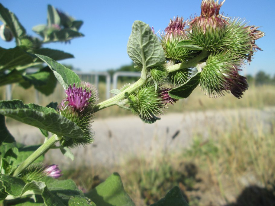 Лопух Дубравный (Arctium nemorosum lej.)