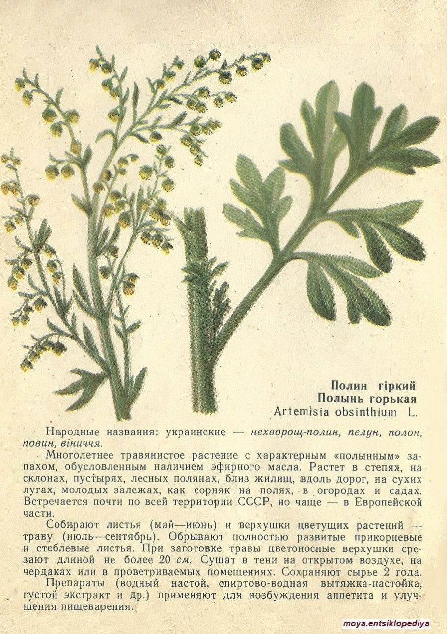 Полынь чернобыльник листья