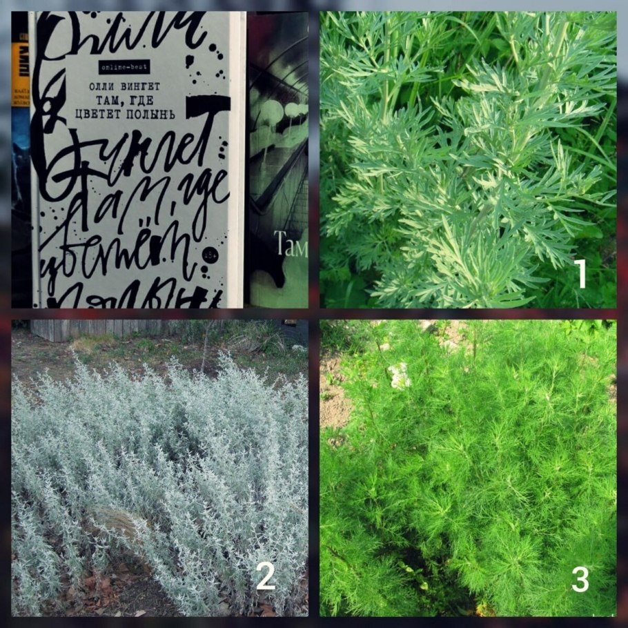 Полынь Абсентная