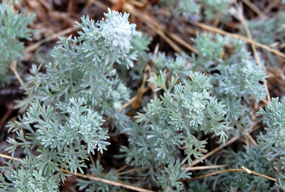 Полынь Artemisia maritima