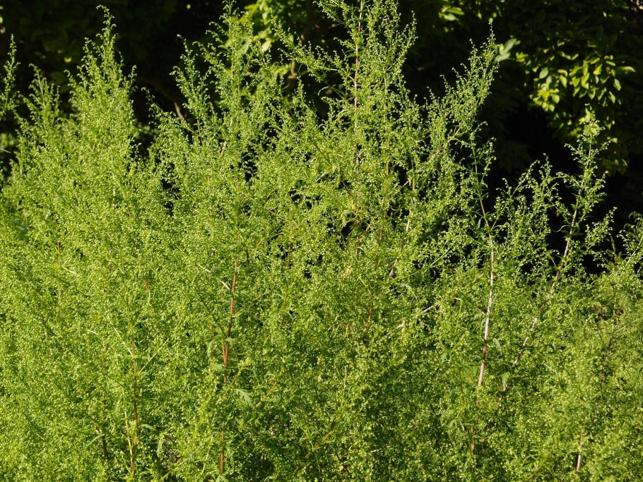 Полынь однолетняя Artemisia annua
