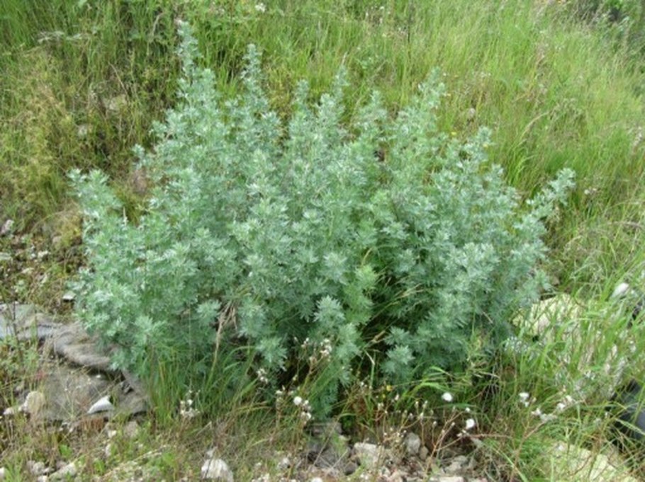 Полынь обыкновенная (Artemisia vulgaris)