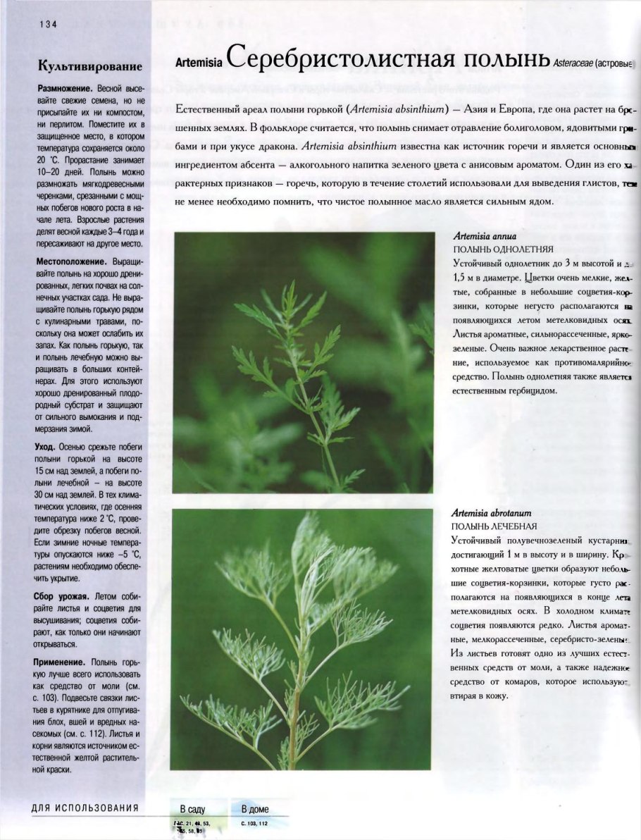 Описание листа полыни