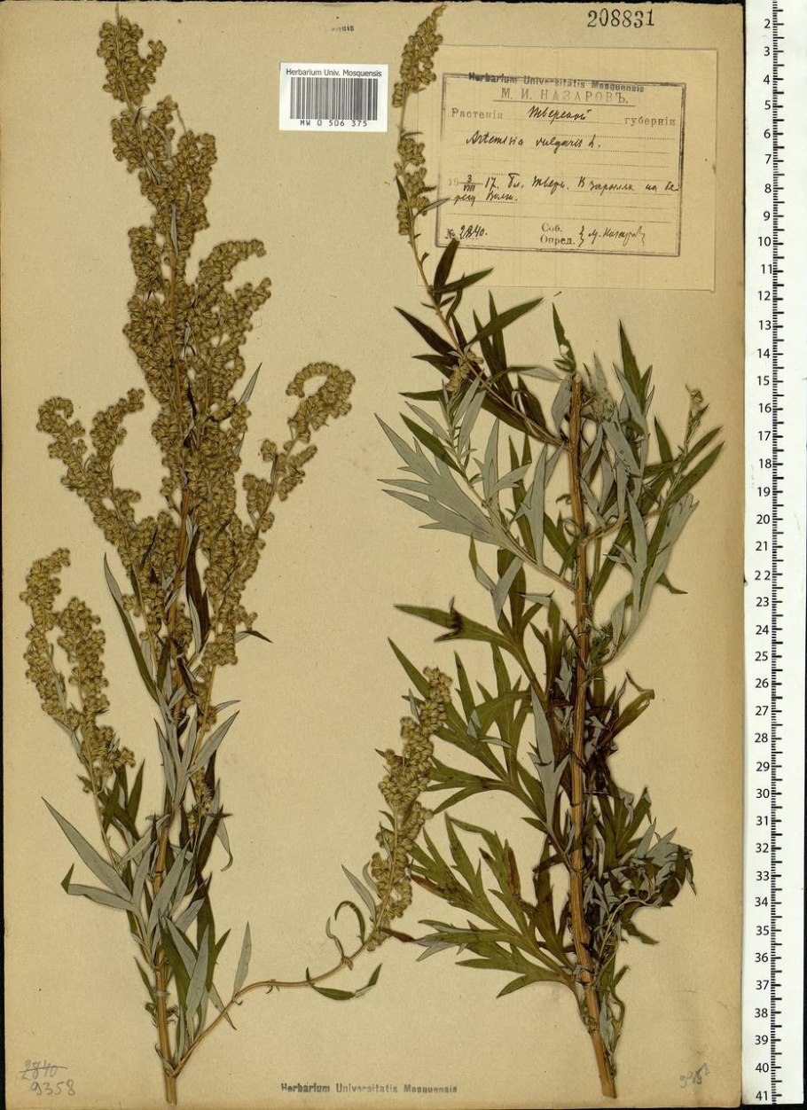 Полынь горькая обыкновенная