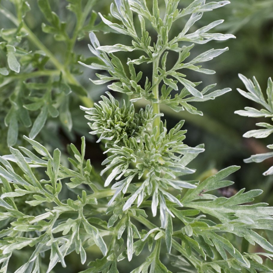 Полынь цитварная трава