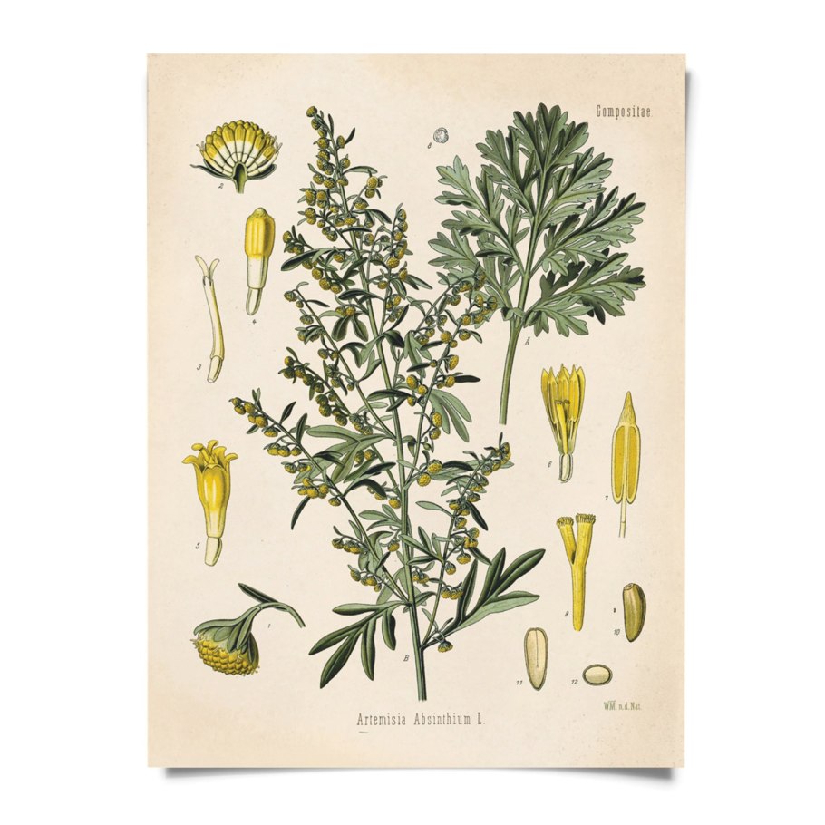 Полынь горькая формула цветка