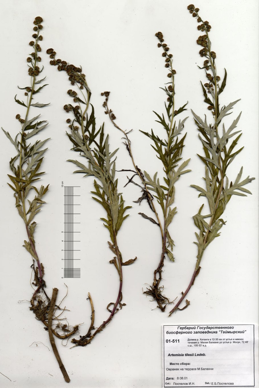Полынь обыкновенная (чернобыльник) гербарий