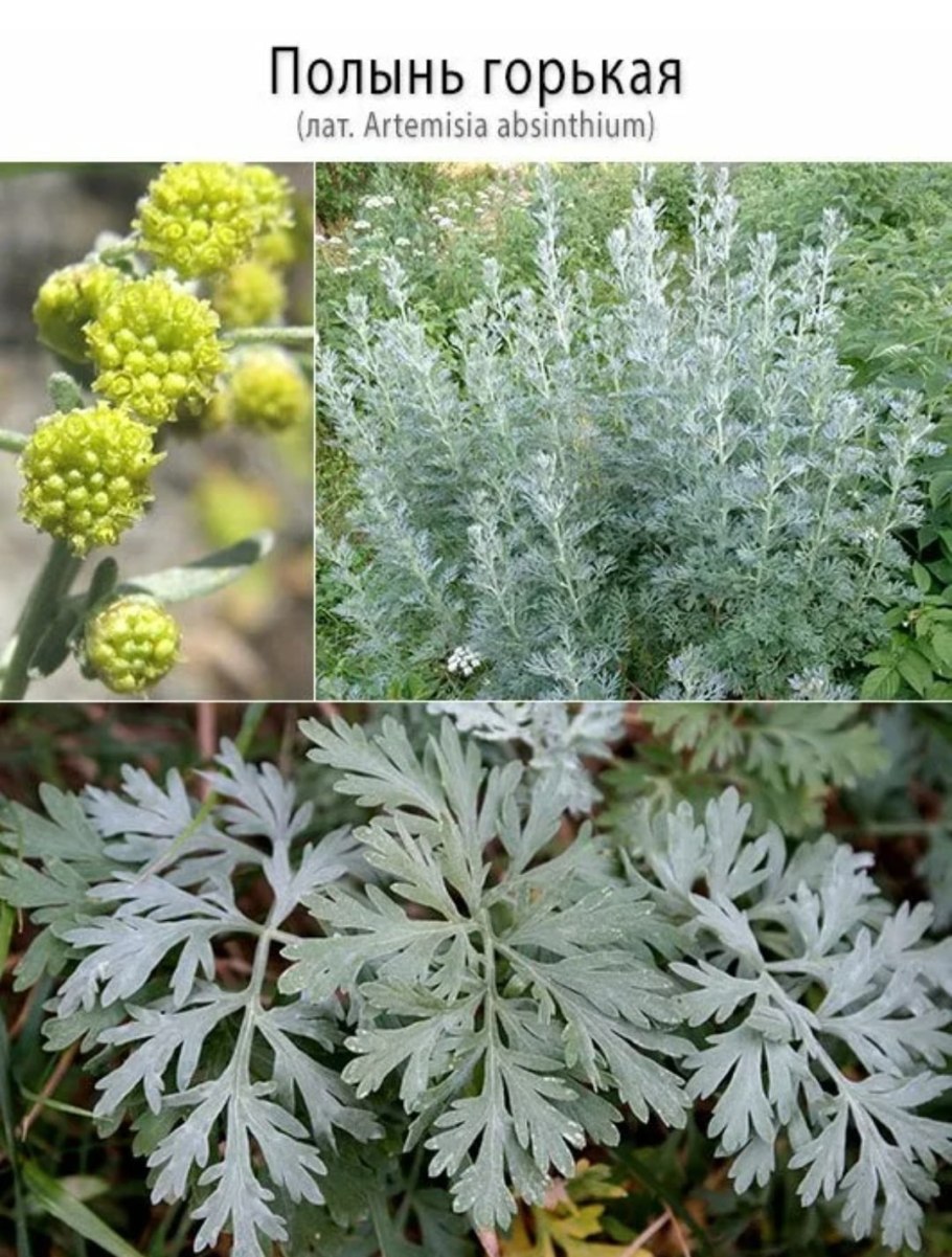 Полынь горькая (Artemisia absinthium)परव