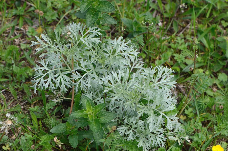 Полынь чернобыльник Artemisia vulgaris