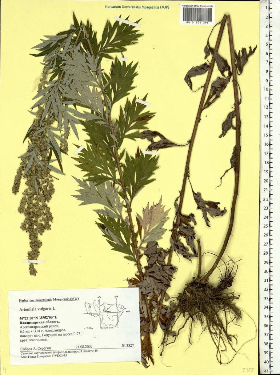 Полынь обыкновенная гербарий