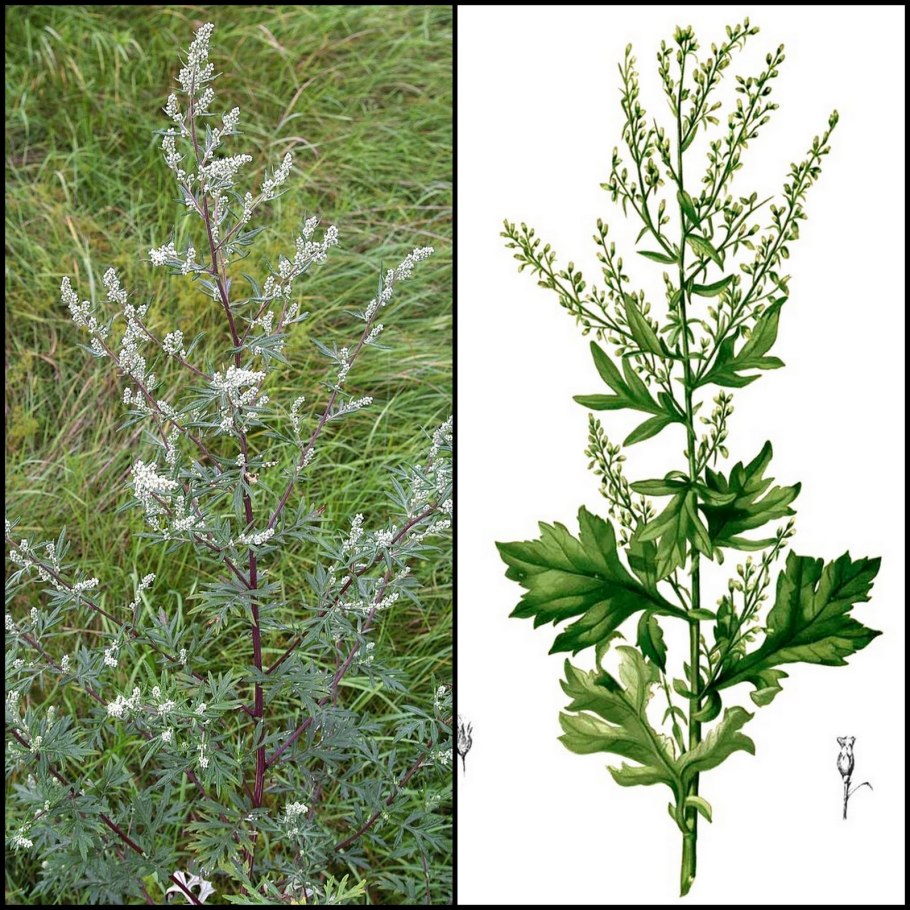 Полынь обыкновенная