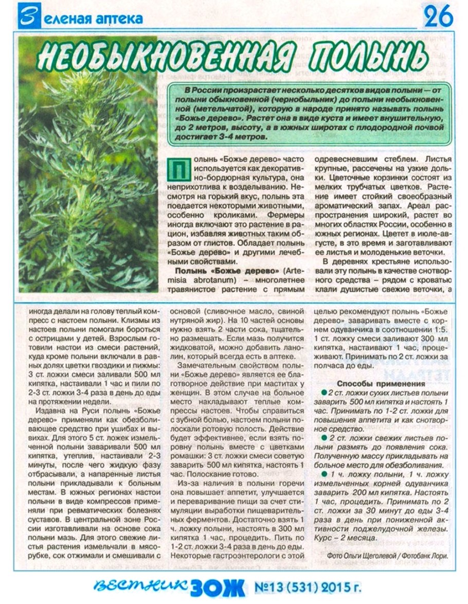 Полынь frigida холодная