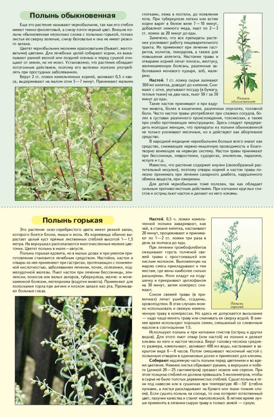 Полынь обыкновенная стебель высота