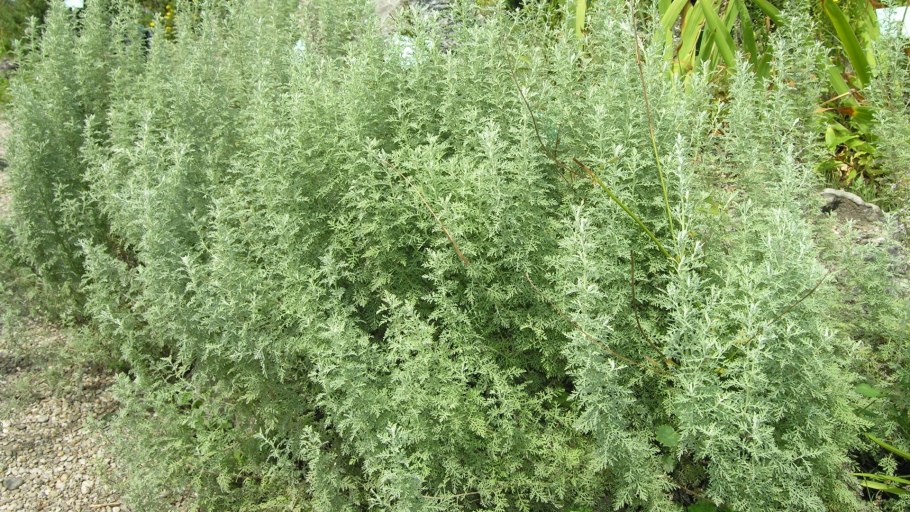 Полынь Людовика (Artemisia ludoviciana)