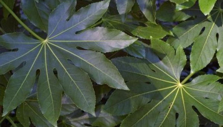 Фатсия japonica