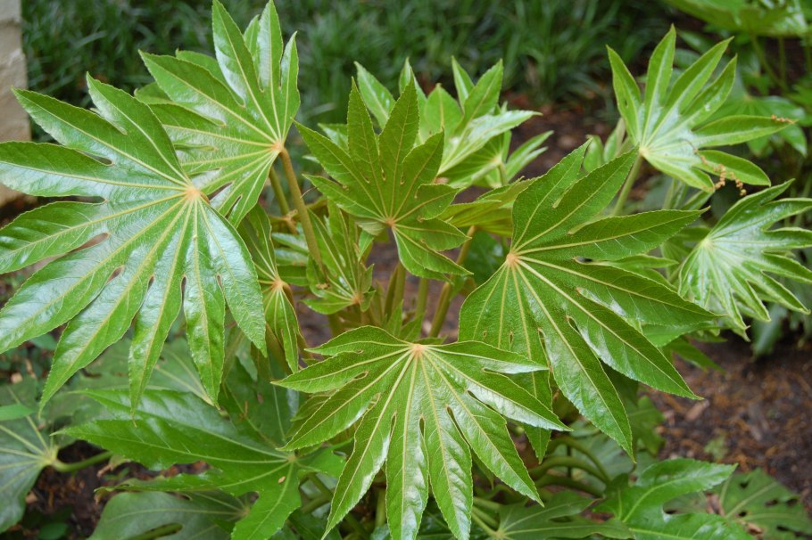 Фатсия лист