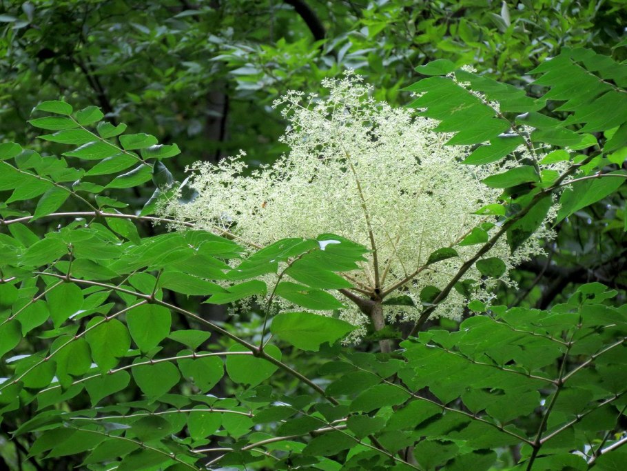 Аралия высокая (Aralia elata)