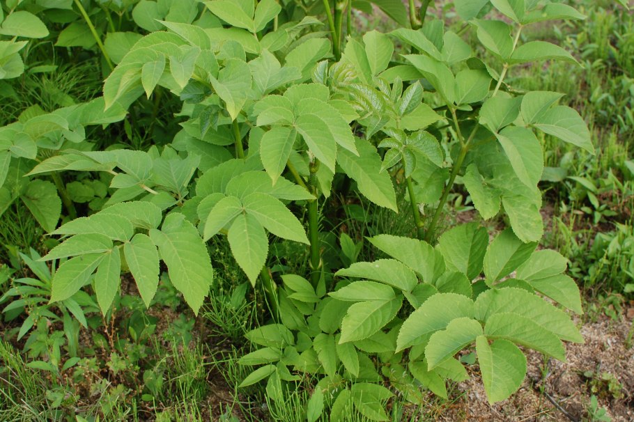 Аралия сердцевидная