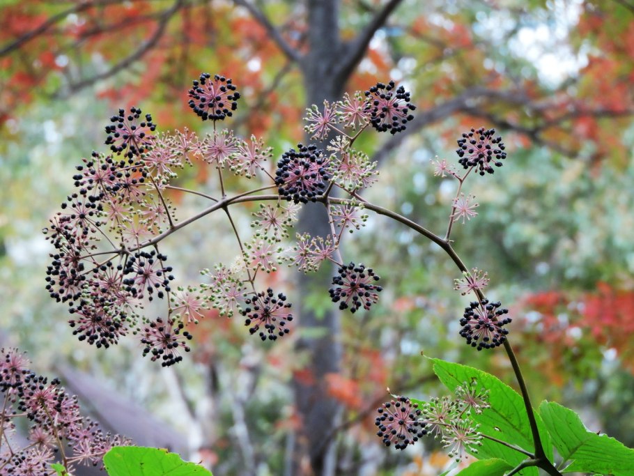 Аралия сердцевидная