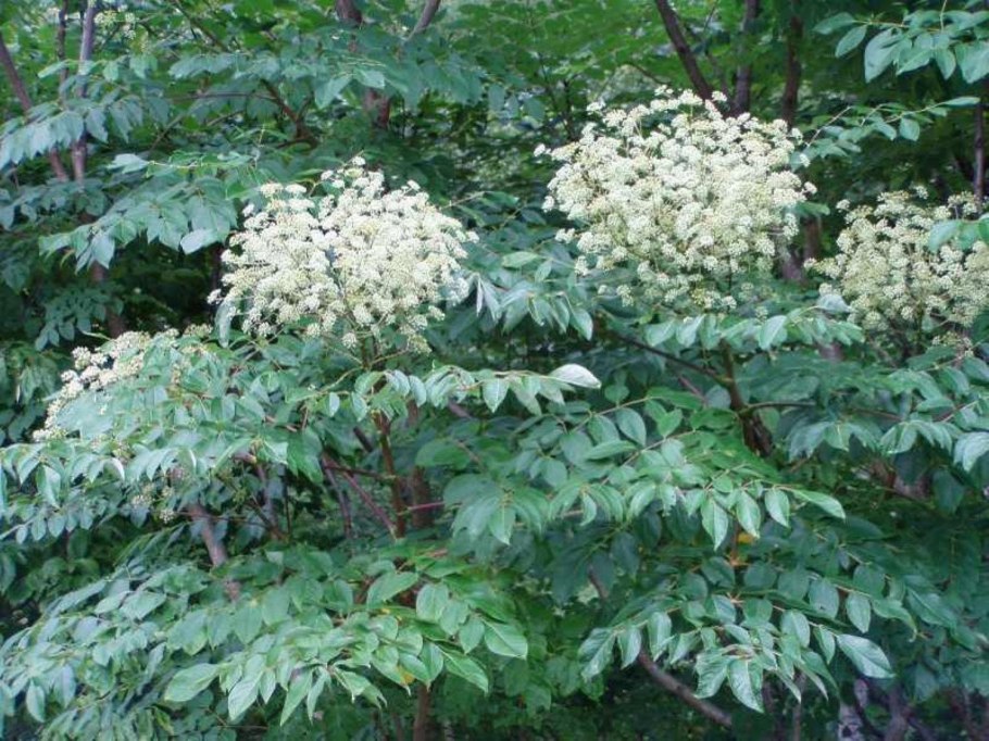 Аралия колючая (Aralia spinosa)