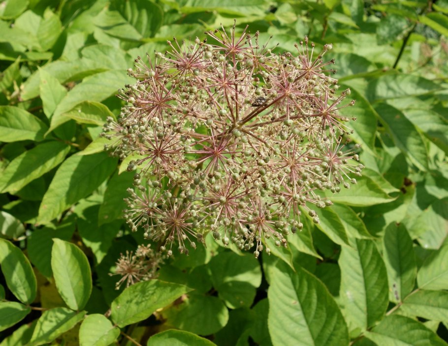 Аралия сердцевидная Aralia cordata