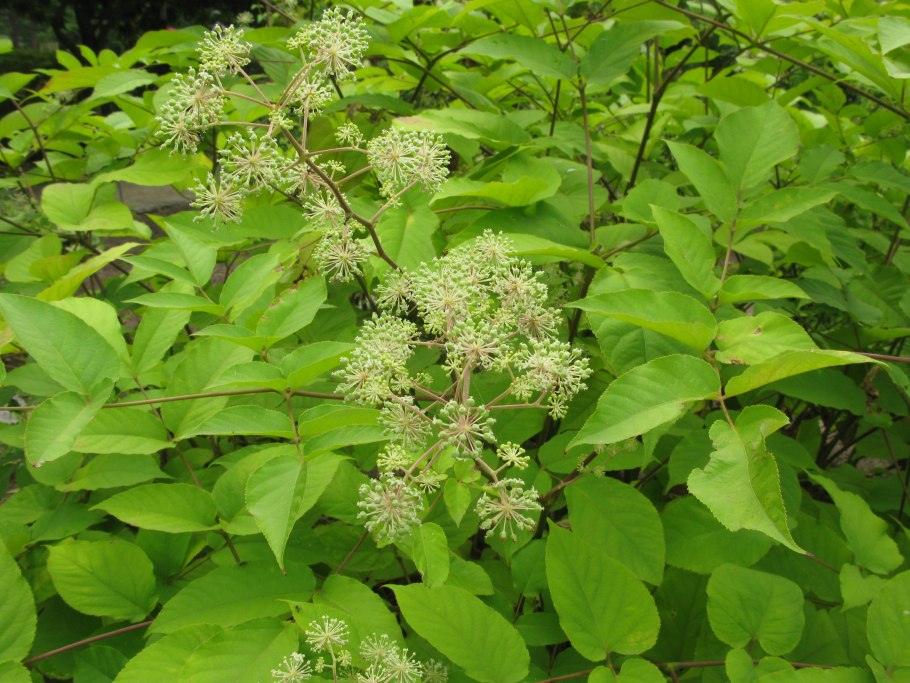 Аралия сердцевидная Aralia cordata