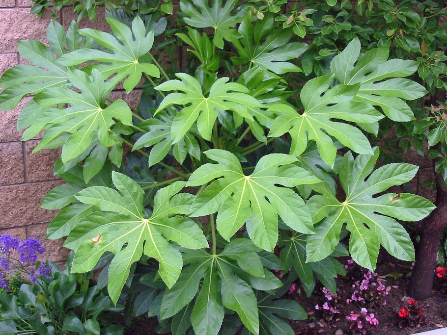 Аралия фатсия