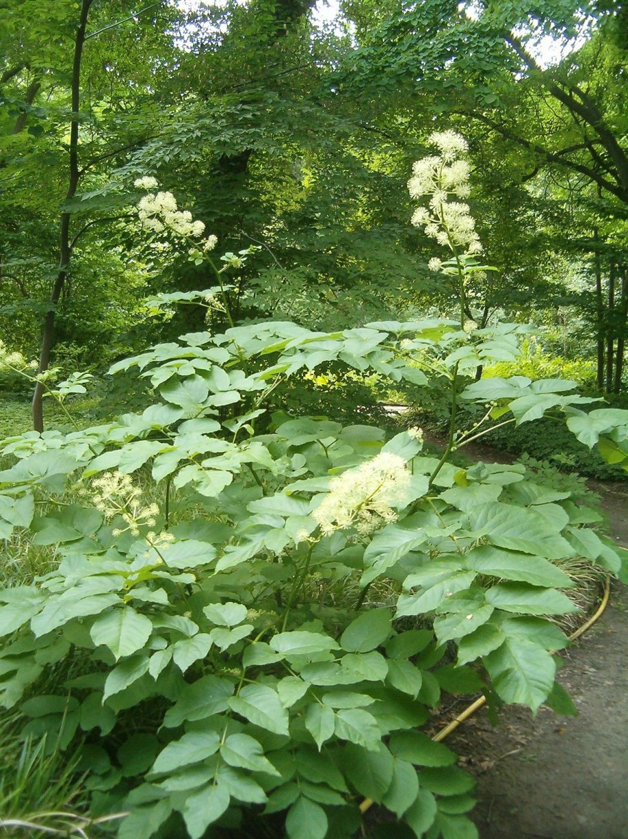Аралия сердцевидная Aralia cordata