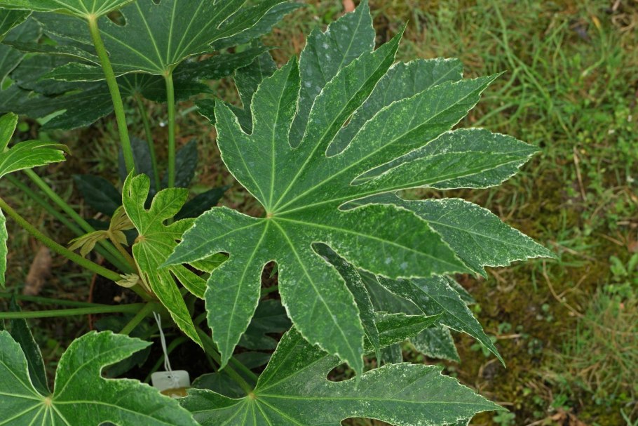 Аралия фатсия