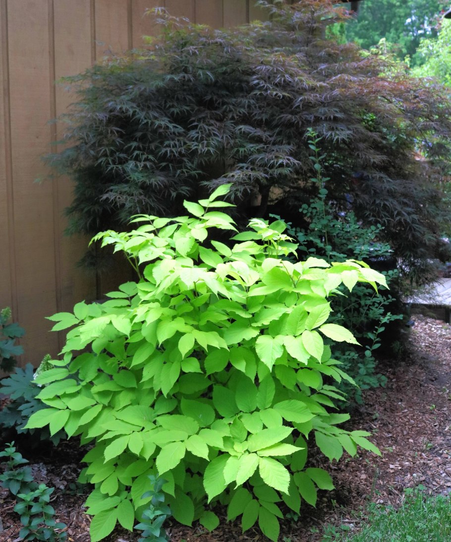 Аралия сердцевидная Сан Кинг