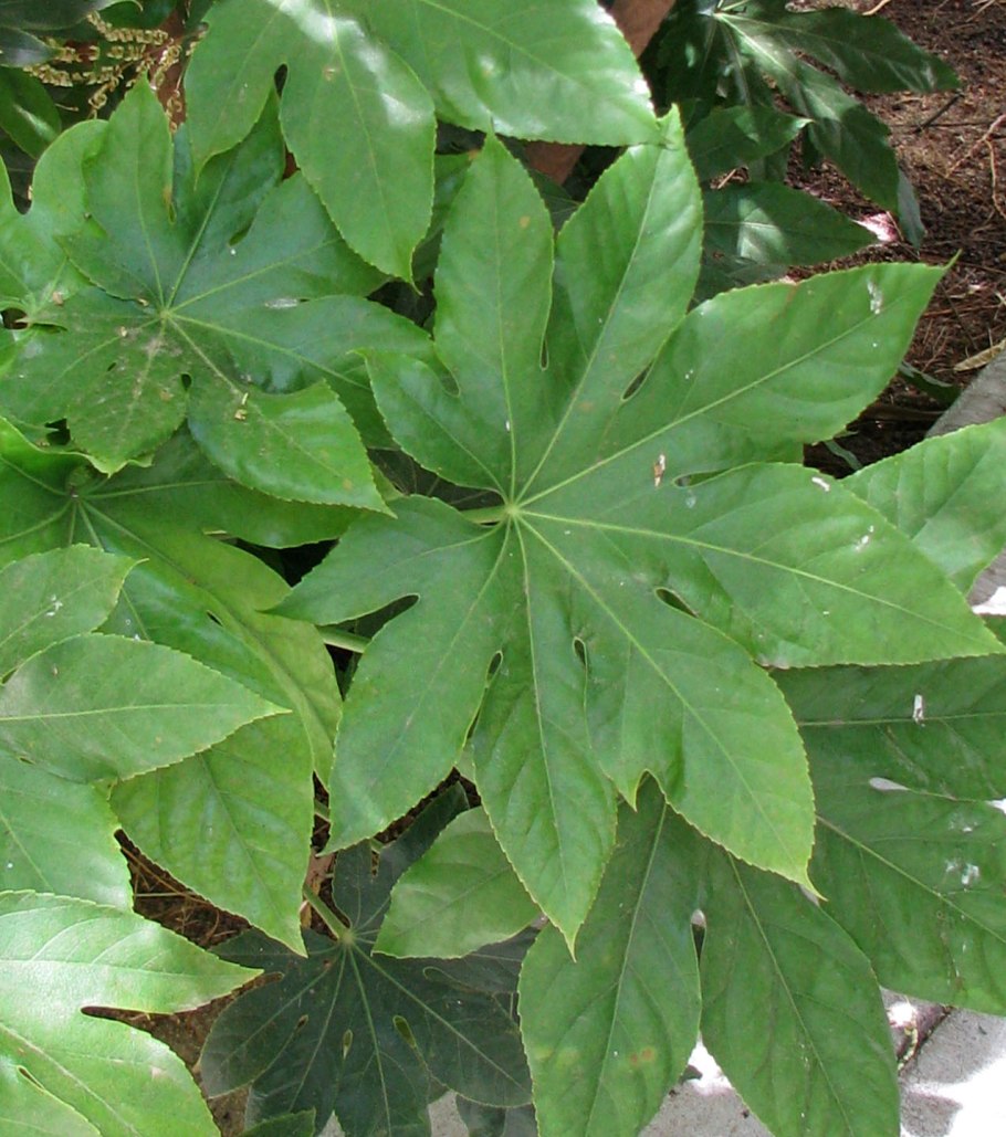 Аралия колючая (Aralia spinosa)