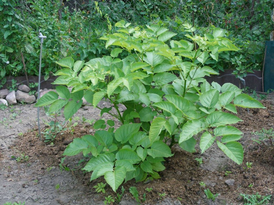 Аралия Геншин