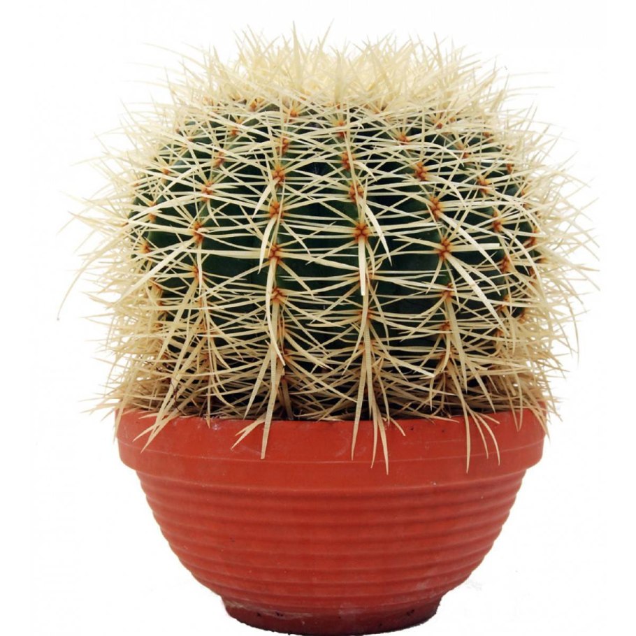 Кактус Эхинокактус грузони фиолетовый