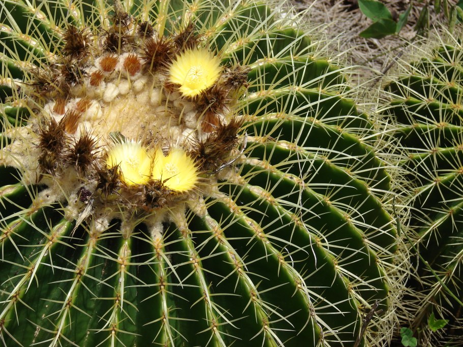 Кактус Эхинокактус грузони