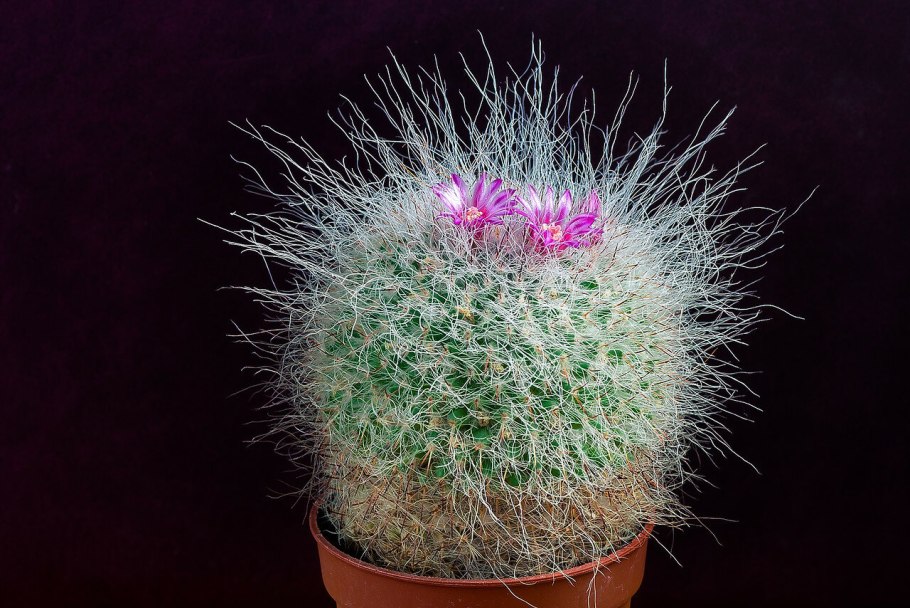 Эхинокактус грузони Рейнбоу