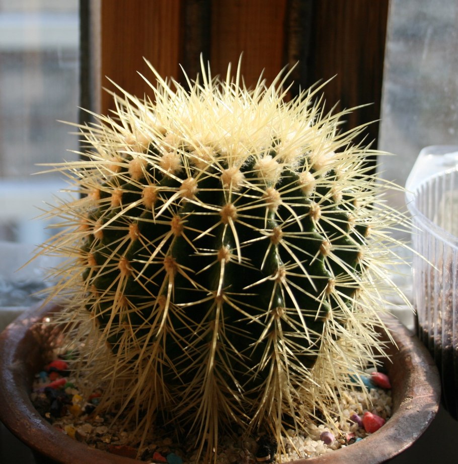 Эхинокактус грузони Рейнбоу