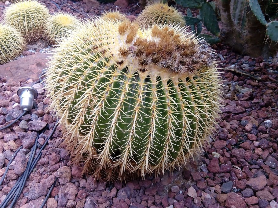 Эхинокактус альбинос