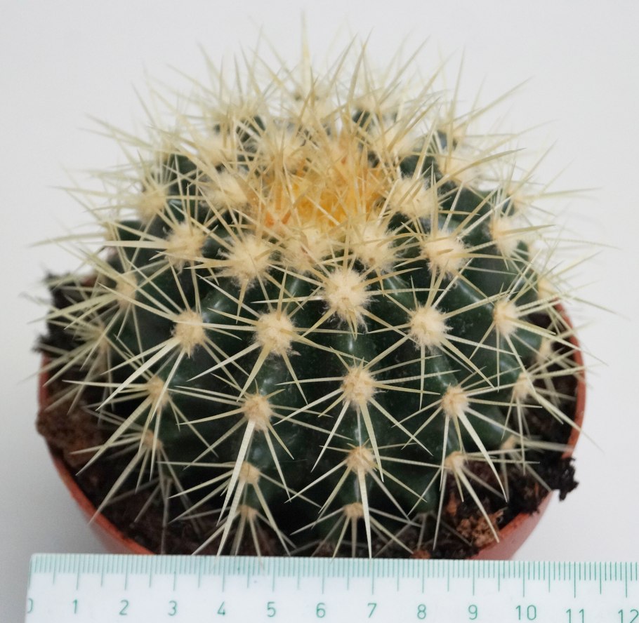 Эхинокактус грузони Рейнбоу