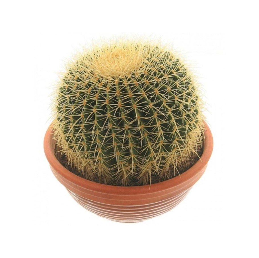 Эхинокактус грузони (Грузона)