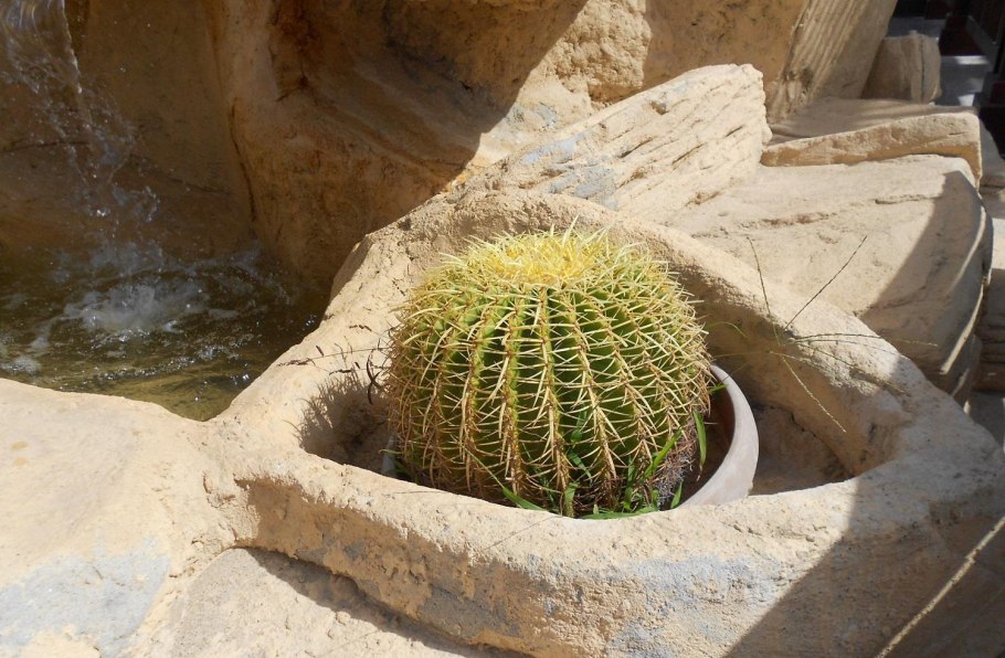 Маммиллярия Эхинокактус