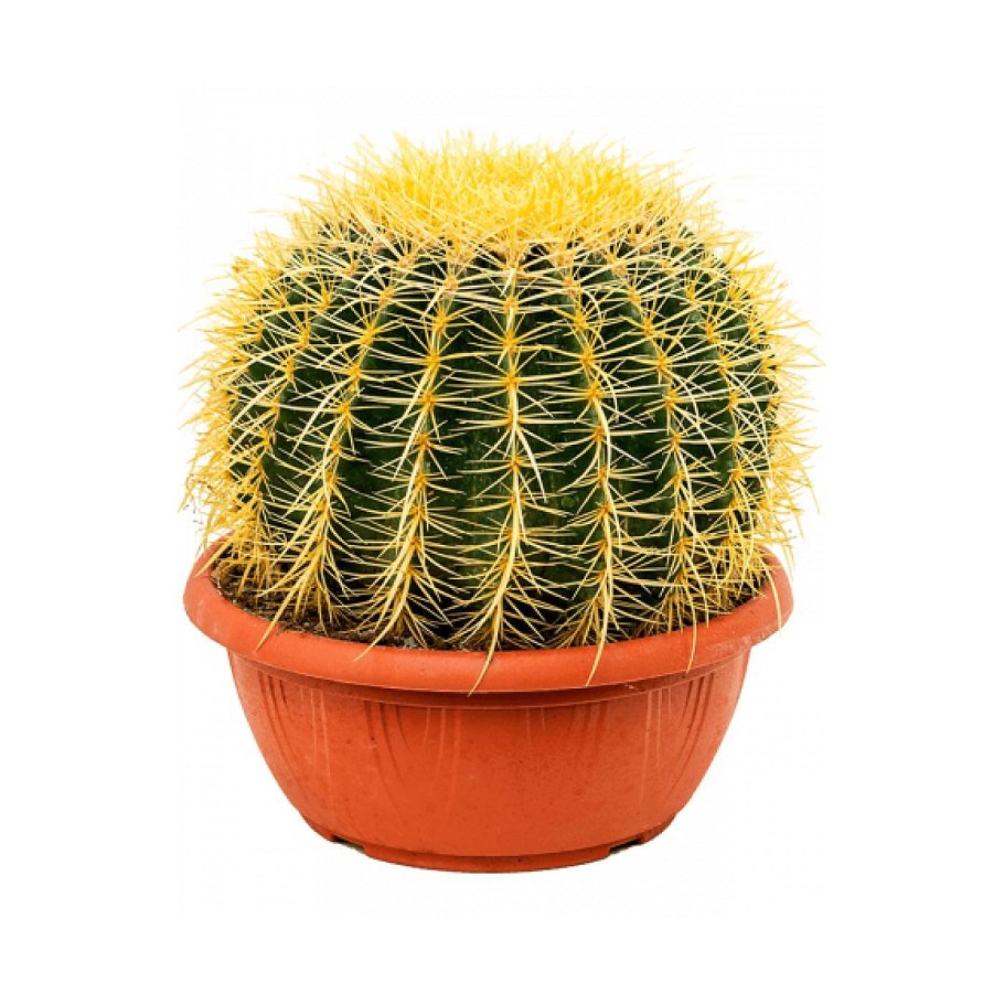 Эхинокактус грузони Рейнбоу