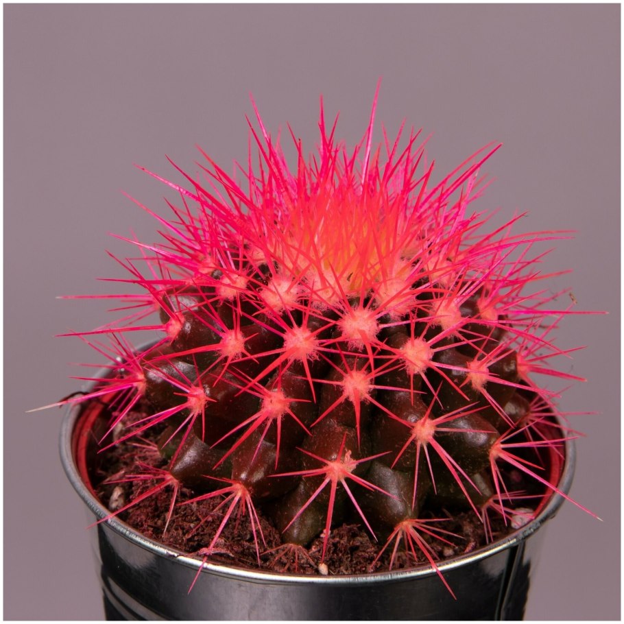 Эхинокактус грузони цветет