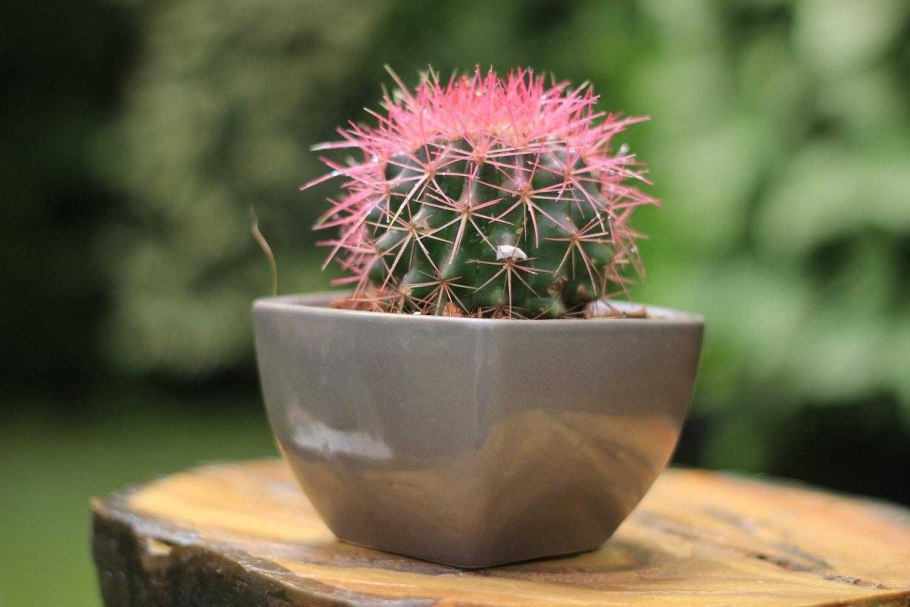 Эхинокактус грузони красный